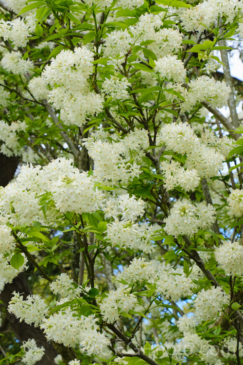 Bladdernut (<i>Staphylea pinnata</i>), a deciduous shrub up to 5m tall native to Europe and western Asia. Its clusters of white flowers open in spring and are followed by papery fruit capsules up to 3cm wide. Order: Crossosomatales, Family: Staphyleaceae