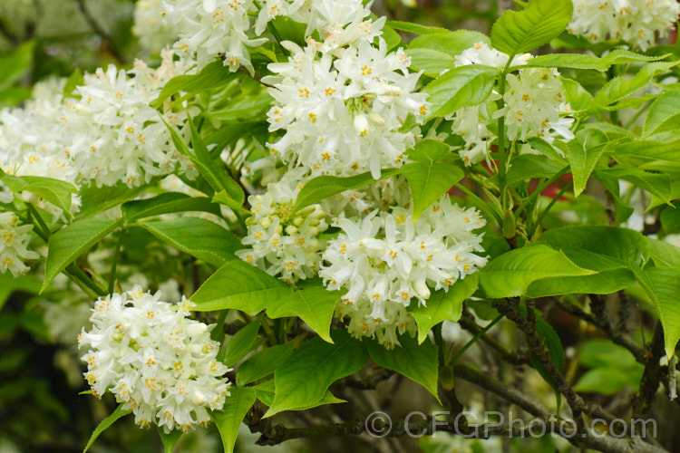 Bladdernut (<i>Staphylea pinnata</i>), a deciduous shrub up to 5m tall native to Europe and western Asia. Its clusters of white flowers open in spring and are followed by papery fruit capsules up to 3cm wide. Order: Crossosomatales, Family: Staphyleaceae