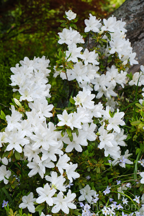 Rhododendron (evergreen azalea</i>) 'Fielder's White', a Southern. Indica, probably a form of 'Mucronatum'. It has mildly fragrant white flowers and tends to produce the mauve-flowered sports