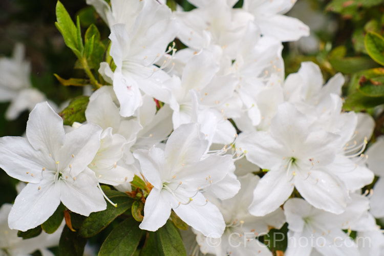 Rhododendron (evergreen azalea</i>) 'Fielder's White', a Southern. Indica, probably a form of 'Mucronatum'. It has mildly fragrant white flowers and tends to produce the mauve-flowered sports