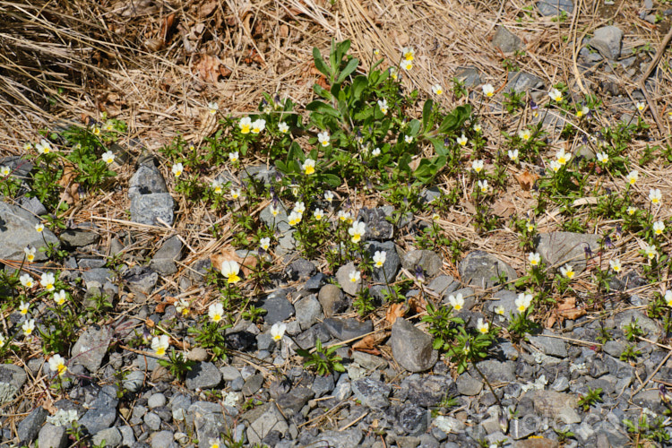 Field Pansy or Field Violet (<i>Viola arvensis</i>), a hardy annual, originally native to Eurasia, but now widely established as a minor weed in many temperate areas. The flowers are up to 15mm across and appear mainly in spring. viola-2165htm'>Viola. <a href='violaceae-plant-family-photoshtml'>Violaceae</a>.