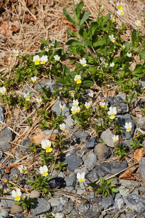 Field Pansy or Field Violet (<i>Viola arvensis</i>), a hardy annual, originally native to Eurasia, but now widely established as a minor weed in many temperate areas. The flowers are up to 15mm across and appear mainly in spring. viola-2165htm'>Viola. <a href='violaceae-plant-family-photoshtml'>Violaceae</a>.