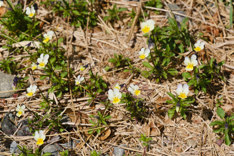 Field Pansy or Field Violet (<i>Viola arvensis</i>), a hardy annual, originally native to Eurasia, but now widely established as a minor weed in many temperate areas. The flowers are up to 15mm across and appear mainly in spring. viola-2165htm'>Viola. <a href='violaceae-plant-family-photoshtml'>Violaceae</a>.