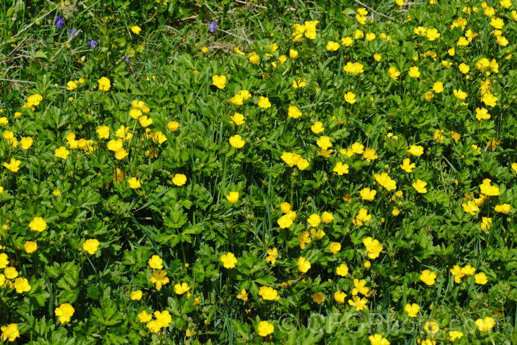 Creeping Buttercup or Creeping Crowfoot (<i>Ranunculus repens</i>), a spring- to early summer-flowering perennial usually found in damp to boggy meadows. It is a Eurasian native but has become naturalised and moderately invasive in many of the world's temperate areas. Order: Ranunculales, Family: Ranunculaceae