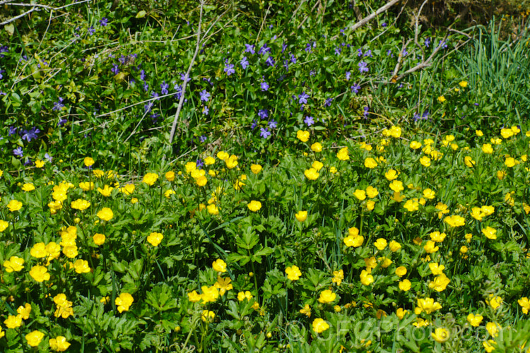 Creeping Buttercup or Creeping Crowfoot (<i>Ranunculus repens</i>), a spring- to early summer-flowering perennial usually found in damp to boggy meadows. It is a Eurasian native but has become naturalised and moderately invasive in many of the world's temperate areas. The purple flowers in the background are periwinkle (<i>Vinca</i>). Order: Ranunculales, Family: Ranunculaceae