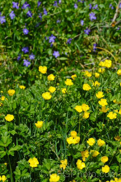 Creeping Buttercup or Creeping Crowfoot (<i>Ranunculus repens</i>), a spring- to early summer-flowering perennial usually found in damp to boggy meadows. It is a Eurasian native but has become naturalised and moderately invasive in many of the world's temperate areas. The purple flowers in the background are periwinkle (<i>Vinca</i>). Order: Ranunculales, Family: Ranunculaceae