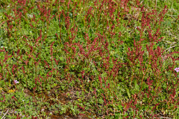 Sheep's Sorrel, Red Sorrel or Sour. Weed (<i>Rumex acetosella</i>), originally native to Eurasia but now widely naturalised, this low, spreading perennial has blunt-tipped arrowhead-shaped leaves and wiry stems with small red flowers. In light soils, it can spread quite aggressively. Order: Caryophyllales, Family: Polygonaceae