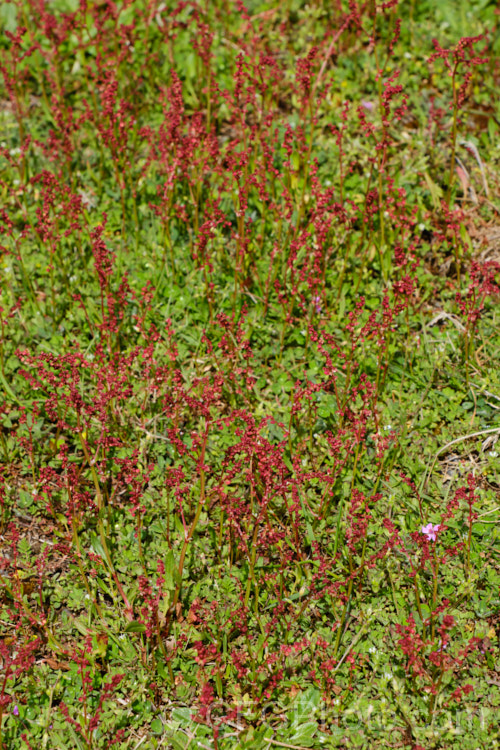 Sheep's Sorrel, Red Sorrel or Sour. Weed (<i>Rumex acetosella</i>), originally native to Eurasia but now widely naturalised, this low, spreading perennial has blunt-tipped arrowhead-shaped leaves and wiry stems with small red flowers. In light soils, it can spread quite aggressively. Order: Caryophyllales, Family: Polygonaceae