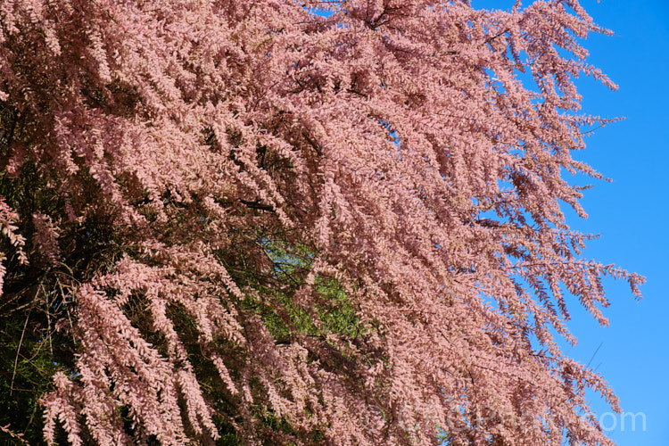 Early Tamarisk (<i>Tamarix parviflora</i>), a large deciduous shrub or small tree native to Europe. Its branches often have an arching habit and the plant can be distinguished from most of the other commonly grown tamarisks in that it flowers on the old wood in spring, rather than on the new growth in summer. The flower colour ranges from pale greyish pink to a dusky reddish pink. tamarix-2300htm'>Tamarix. <a href='tamaricaceae-plant-family-photoshtml'>Tamaricaceae</a>.