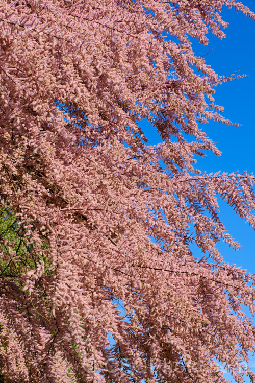 Early Tamarisk (<i>Tamarix parviflora</i>), a large deciduous shrub or small tree native to Europe. Its branches often have an arching habit and the plant can be distinguished from most of the other commonly grown tamarisks in that it flowers on the old wood in spring, rather than on the new growth in summer. The flower colour ranges from pale greyish pink to a dusky reddish pink. tamarix-2300htm'>Tamarix. <a href='tamaricaceae-plant-family-photoshtml'>Tamaricaceae</a>.