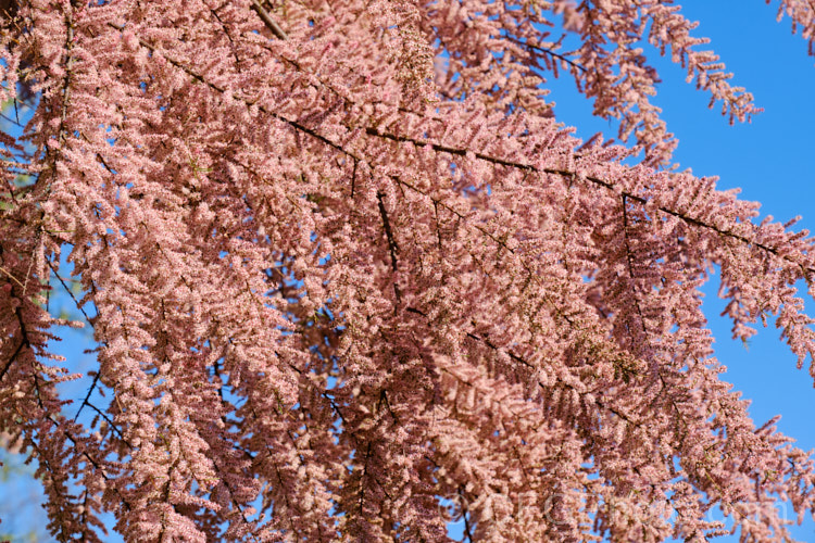 Early Tamarisk (<i>Tamarix parviflora</i>), a large deciduous shrub or small tree native to Europe. Its branches often have an arching habit and the plant can be distinguished from most of the other commonly grown tamarisks in that it flowers on the old wood in spring, rather than on the new growth in summer. The flower colour ranges from pale greyish pink to a dusky reddish pink. tamarix-2300htm'>Tamarix. <a href='tamaricaceae-plant-family-photoshtml'>Tamaricaceae</a>.