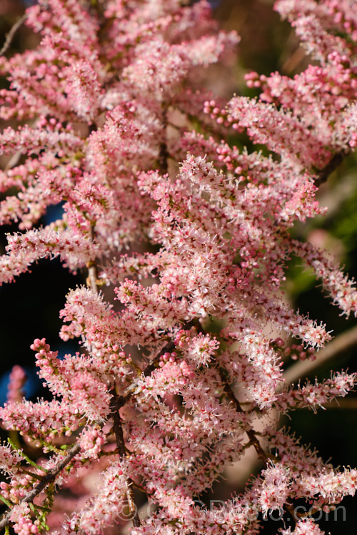 Early Tamarisk (<i>Tamarix parviflora</i>), a large deciduous shrub or small tree native to Europe. Its branches often have an arching habit and the plant can be distinguished from most of the other commonly grown tamarisks in that it flowers on the old wood in spring, rather than on the new growth in summer. The flower colour ranges from pale greyish pink to a dusky reddish pink. tamarix-2300htm'>Tamarix. <a href='tamaricaceae-plant-family-photoshtml'>Tamaricaceae</a>.