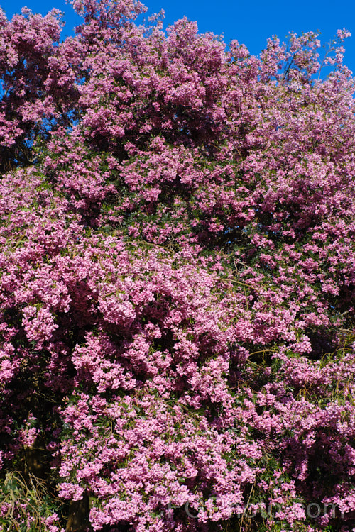 Keurboom (<i>Virgilia divaricata</i>), an evergreen leguminous large shrub or tree native to South Africa. The flowers, which open from spring, are pleasantly scented and range in colour from almost white to deep purple-pink. virgilia-3391htm'>Virgilia.