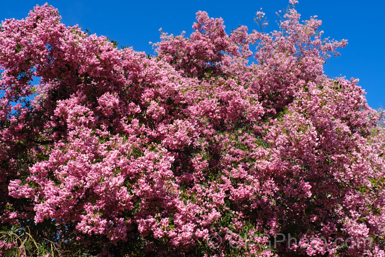 Keurboom (<i>Virgilia divaricata</i>), an evergreen leguminous large shrub or tree native to South Africa. The flowers, which open from spring, are pleasantly scented and range in colour from almost white to deep purple-pink. virgilia-3391htm'>Virgilia.