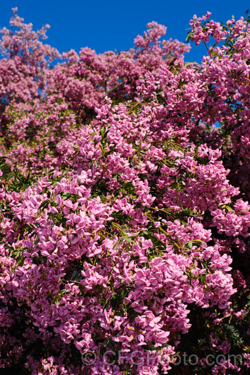 Keurboom (<i>Virgilia divaricata</i>), an evergreen leguminous large shrub or tree native to South Africa. The flowers, which open from spring, are pleasantly scented and range in colour from almost white to deep purple-pink. virgilia-3391htm'>Virgilia.