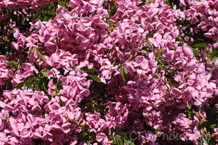 Keurboom (<i>Virgilia divaricata</i>), an evergreen leguminous large shrub or tree native to South Africa. The flowers, which open from spring, are pleasantly scented and range in colour from almost white to deep purple-pink. virgilia-3391htm'>Virgilia.