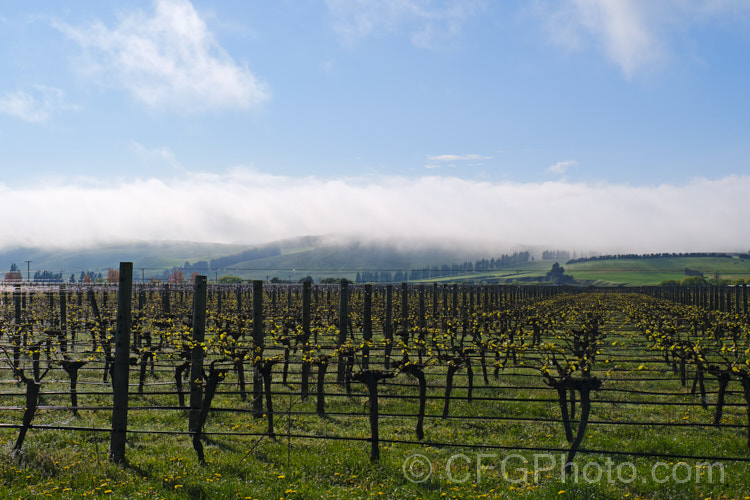 A vineyard in Waipara, Canterbury, New Zealand on a spring morning as overnight fog is burnt off by the rising sun.