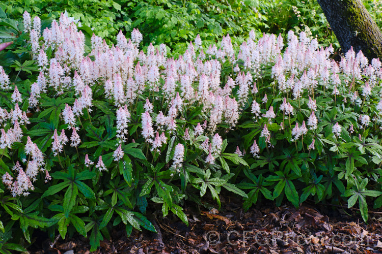 Tiarella 'Spring Symphony', a compact. Foam. Flower cultivar that is grown for its maroon-centred foliage and its impressive spring show of pink-tinted cream flowerheads that are borne on stems up to 40cm tall It soon forms a dense clump of foliage to around 30cm high and spreads to become a small-scale groundcover. Order: Saxifragales, Family: Saxifragaceae