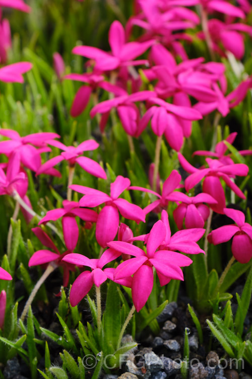Rhodohypoxis baurii 'Knockout', a bright deep pink-flowered cultivar of a low-growing, spreading, spring-blooming. South African perennial with hairy, rather grass-like stems. rhodohypoxis-3260htm'>Rhodohypoxis. <a href='hypoxidaceae-plant-family-photoshtml'>Hypoxidaceae</a>.