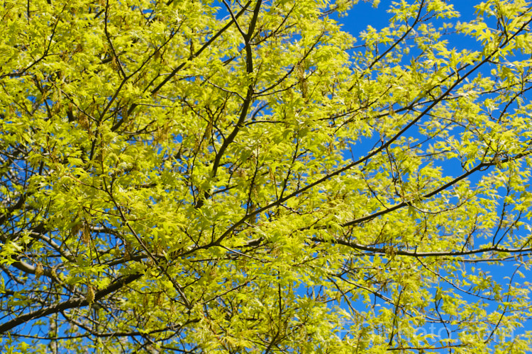 The young foliage and flowers of the Pin Oak (<i>Quercus palustris</i>), a 20-35m tall deciduous tree native to northeast. North America. This species has a columnar habit and often colours well in autumn, turning deep red. It can be distinguished from the similar. Scarlet Oak (<i>Quercus coccinea</i>), by its small acorns, minute tufts of hairs in the forks of the veins on the undersides of its leaves and usually narrower, asymmetrical basal foliage lobes. Order: Fagales, Family: Fagaceae