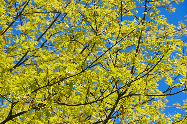 The young foliage and flowers of the Pin Oak (<i>Quercus palustris</i>), a 20-35m tall deciduous tree native to northeast. North America. This species has a columnar habit and often colours well in autumn, turning deep red. It can be distinguished from the similar. Scarlet Oak (<i>Quercus coccinea</i>), by its small acorns, minute tufts of hairs in the forks of the veins on the undersides of its leaves and usually narrower, asymmetrical basal foliage lobes. Order: Fagales, Family: Fagaceae
