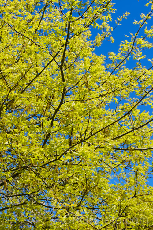 The young foliage and flowers of the Pin Oak (<i>Quercus palustris</i>), a 20-35m tall deciduous tree native to northeast. North America. This species has a columnar habit and often colours well in autumn, turning deep red. It can be distinguished from the similar. Scarlet Oak (<i>Quercus coccinea</i>), by its small acorns, minute tufts of hairs in the forks of the veins on the undersides of its leaves and usually narrower, asymmetrical basal foliage lobes. Order: Fagales, Family: Fagaceae