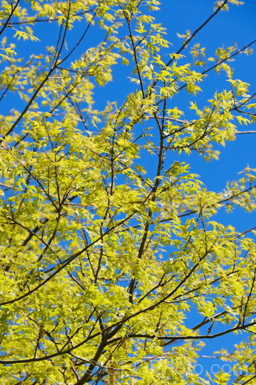 The young foliage and flowers of the Pin Oak (<i>Quercus palustris</i>), a 20-35m tall deciduous tree native to northeast. North America. This species has a columnar habit and often colours well in autumn, turning deep red. It can be distinguished from the similar. Scarlet Oak (<i>Quercus coccinea</i>), by its small acorns, minute tufts of hairs in the forks of the veins on the undersides of its leaves and usually narrower, asymmetrical basal foliage lobes. Order: Fagales, Family: Fagaceae