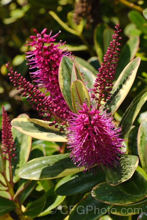 Veronica speciosa (syn. Hebe speciosa</i>) 'Tricolor', a variegated foliage cultivar of a New Zealand evergreen shrub found in coastal parts of the North Island and the far north of the South Island The leaves are flushed deep pink in winter