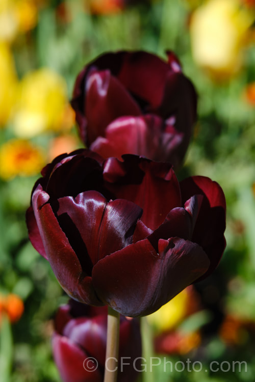 Tulipa 'Black Diamond' (<i>Category 5 - Single. Late</i>), a very dark blackish-purple flowered hybrid with flower stems up to 70cm tall, raised by Rijnveld and Sons of the Netherlands and introduced in 1962. The blooms are mildly scented. Order: Liliales, Family: Liliaceae