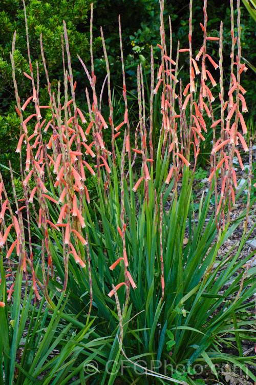 Watsonia aletroides, a late winter- to spring-flowering cormous perennial native to the southwest and western Cape regions of South Africa. Many of these flowers show evidence of having been visited by bumble bees, which unable to reach down into the flowers to the nectar, have instead cut holes at the base of the flowers. watsonia-2394htm'>Watsonia.