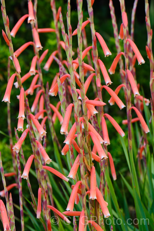 Watsonia aletroides, a late winter- to spring-flowering cormous perennial native to the southwest and western Cape regions of South Africa. Many of these flowers show evidence of having been visited by bumble bees, which unable to reach down into the flowers to the nectar, have instead cut holes at the base of the flowers. watsonia-2394htm'>Watsonia.