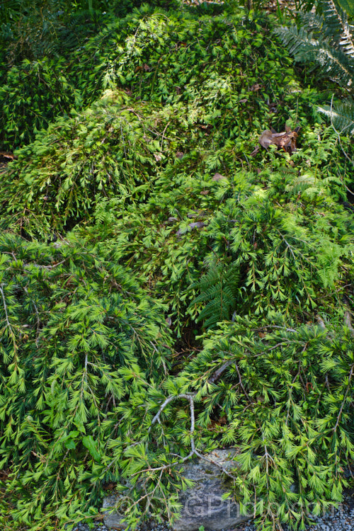Prostrate Cedar (<i>Cedrus deodara 'Prostrata'), a low, spreading, very slow-growing cultivar of the Himalayan Cedar or Deodar, a conifer found from Afghanistan to western Nepal and normally 35-60m tall. The cultivar 'Prostrate Beauty' seems very similar to this form. cedrus-2037htm'>Cedrus. <a href='pinaceae-plant-family-photoshtml'>Pinaceae</a>.