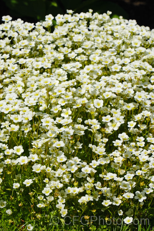 Saxifraga x arendsii 'Snow Carpet', one of a group of hybrids with complex parentage that includes. Saxifraga exarata, Saxifraga moschata, Saxifraga rosacea and Saxifraga hypnoides. They are low, hummock-forming plants that are collectively known as mossy saxifrages, and encompass a wide range of flower colours. saxifraga-2487htm'>Saxifraga. <a href='saxifragaceae-plant-family-photoshtml'>Saxifragaceae</a>.