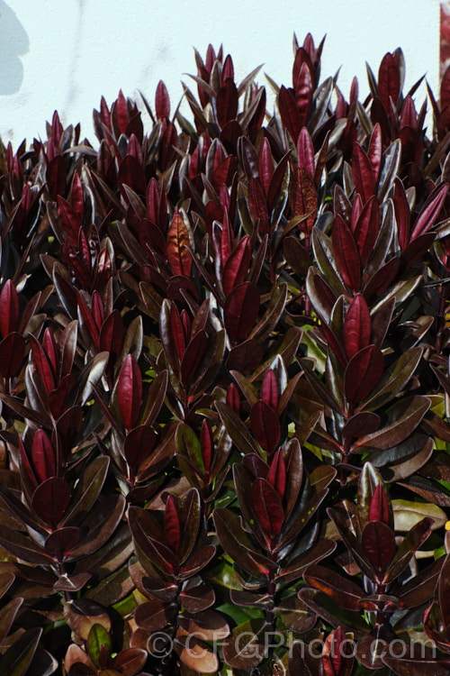 Veronica (syn. Hebe</i>) 'Black Beauty' (syn 'Darkest of All'), a Veronica speciosa hybrid with deep purple-bronze foliage that darkens in winter. The flower spikes are purple-blue and are most abundant in early summer 'Black Beauty' grows to around 1m high and wide
