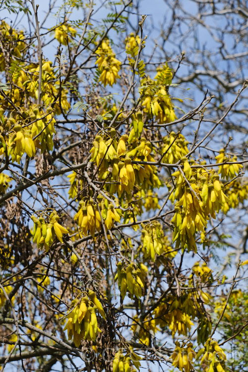 Lignum. Vitae (<i>Sophora howinsula</i>), an evergreen shrub or small tree native to Lord. HoweIsland, which is located between northern New Zealand and the New South Wales coast. It is from 3-15m tall and is similar to the New Zealand kowhai species. Sophora tetraptera, sharing similar golden flowers, but its leaflets are larger. This species hybridises with the New Zealand natives and several garden hybrids and cultivars are available, including 'Gnome' and 'Tui's Gold'. sophora-2142htm'>Sophora.