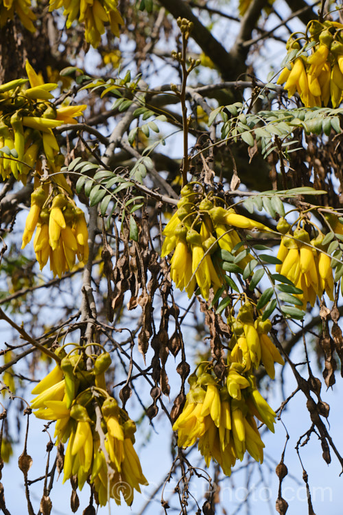 Lignum. Vitae (<i>Sophora howinsula</i>), an evergreen shrub or small tree native to Lord. HoweIsland, which is located between northern New Zealand and the New South Wales coast. It is from 3-15m tall and is similar to the New Zealand kowhai species. Sophora tetraptera, sharing similar golden flowers, but its leaflets are larger. This species hybridises with the New Zealand natives and several garden hybrids and cultivars are available, including 'Gnome' and 'Tui's Gold'. sophora-2142htm'>Sophora.
