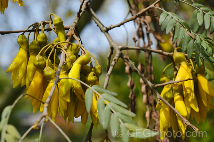 Lignum. Vitae (<i>Sophora howinsula</i>), an evergreen shrub or small tree native to Lord. HoweIsland, which is located between northern New Zealand and the New South Wales coast. It is from 3-15m tall and is similar to the New Zealand kowhai species. Sophora tetraptera, sharing similar golden flowers, but its leaflets are larger. This species hybridises with the New Zealand natives and several garden hybrids and cultivars are available, including 'Gnome' and 'Tui's Gold'. sophora-2142htm'>Sophora.