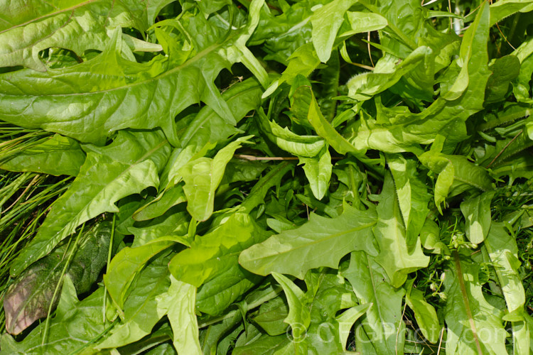 Lush spring foliage of the Dandelion (<i>Taraxacum campylodes [syns. Taraxacum officinale, Taraxacum vulgare</i>), a common weed of lawns and pastures, originally native to the Northern Hemisphere but now widespread. It is commonly used by herbalists and in salads. This seedhead will soon break up and disperse its seeds on the wind. taraxacum-3348htm'>Taraxacum.