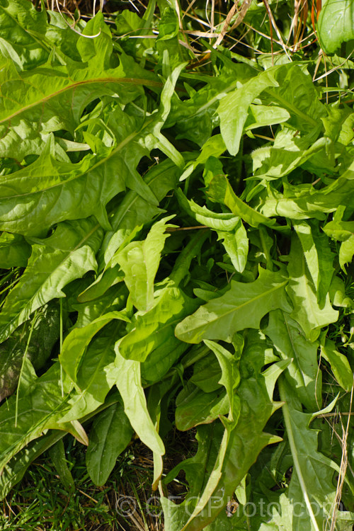 Lush spring foliage of the Dandelion (<i>Taraxacum campylodes [syns. Taraxacum officinale, Taraxacum vulgare</i>), a common weed of lawns and pastures, originally native to the Northern Hemisphere but now widespread. It is commonly used by herbalists and in salads. This seedhead will soon break up and disperse its seeds on the wind. taraxacum-3348htm'>Taraxacum.
