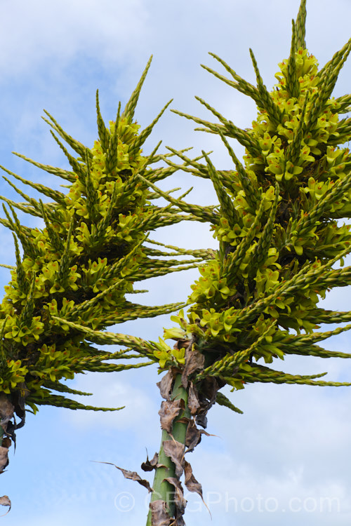 Puya chilensis, a terrestrial bromeliad that forms a dense clump of rosettes of fiercely toothed, narrow, silver-grey leaves covered in fine, dusty scales. Its flower stem is up to 25m tall and the flowers are yellow to light green. The plant is native to dry areas of theChilean. Andes, where it occurs in the Matorral (a. Mediterranean climate area with wet winters and dry summers</i>) at elevations of 300-1000m