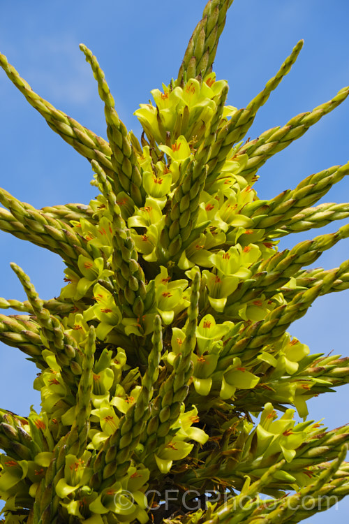 Puya chilensis, a terrestrial bromeliad that forms a dense clump of rosettes of fiercely toothed, narrow, silver-grey leaves covered in fine, dusty scales. Its flower stem is up to 25m tall and the flowers are yellow to light green. The plant is native to dry areas of theChilean. Andes, where it occurs in the Matorral (a. Mediterranean climate area with wet winters and dry summers</i>) at elevations of 300-1000m