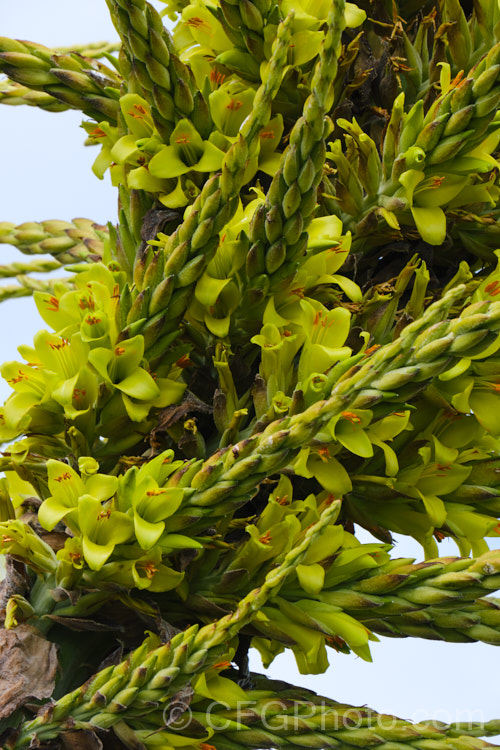 Puya chilensis, a terrestrial bromeliad that forms a dense clump of rosettes of fiercely toothed, narrow, silver-grey leaves covered in fine, dusty scales. Its flower stem is up to 25m tall and the flowers are yellow to light green. The plant is native to dry areas of theChilean. Andes, where it occurs in the Matorral (a. Mediterranean climate area with wet winters and dry summers</i>) at elevations of 300-1000m