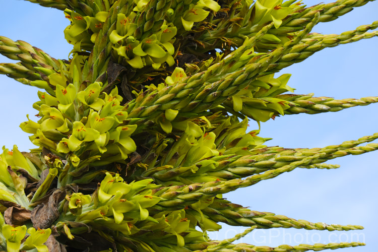 Puya chilensis, a terrestrial bromeliad that forms a dense clump of rosettes of fiercely toothed, narrow, silver-grey leaves covered in fine, dusty scales. Its flower stem is up to 25m tall and the flowers are yellow to light green. The plant is native to dry areas of theChilean. Andes, where it occurs in the Matorral (a. Mediterranean climate area with wet winters and dry summers</i>) at elevations of 300-1000m