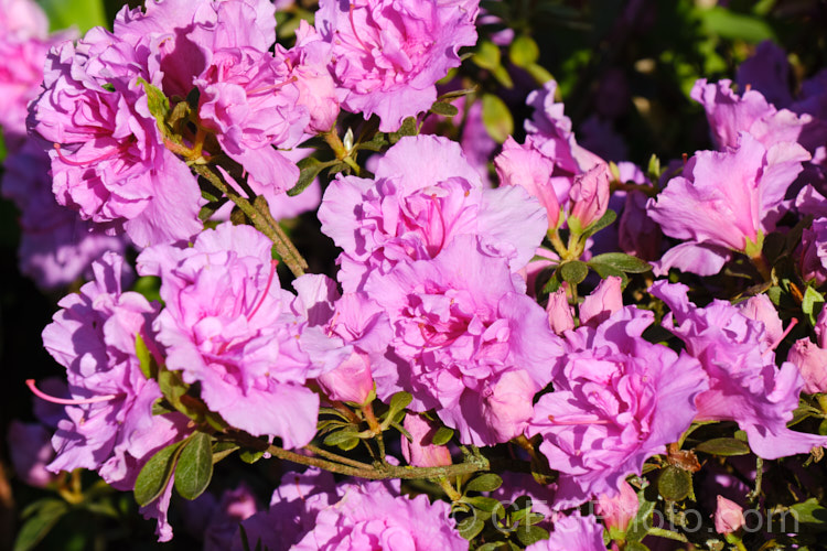 Rhododendron (evergreen azalea</i>) 'Elsie. Lee', a Shammarello. Kaempferi evergreen azalea. It flowers late and is very hardy for a fancy double-flowered evergreen azalea