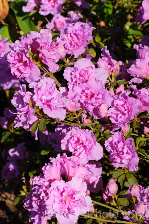 Rhododendron (evergreen azalea</i>) 'Elsie. Lee', a Shammarello. Kaempferi evergreen azalea. It flowers late and is very hardy for a fancy double-flowered evergreen azalea