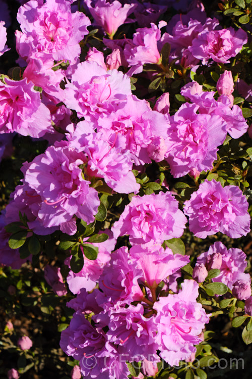 Rhododendron (evergreen azalea</i>) 'Elsie. Lee', a Shammarello. Kaempferi evergreen azalea. It flowers late and is very hardy for a fancy double-flowered evergreen azalea