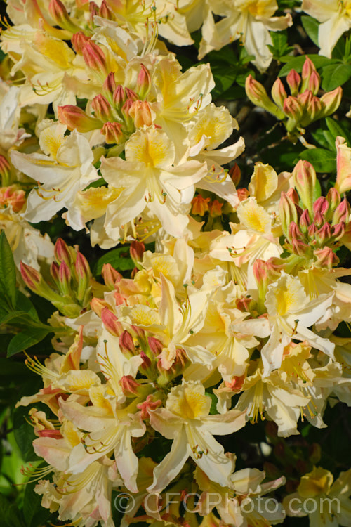 Rhododendron (deciduous azalea</i>) 'Ghent. Cream', a Ghent hybrid of uncertain origins
