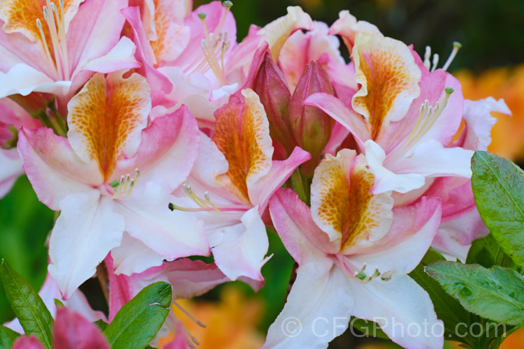 Rhododendron occidentale 'Magnifica', a cultivar of a fragrant-flowered, spring-blooming deciduous azalea species native to the western coast of the United States