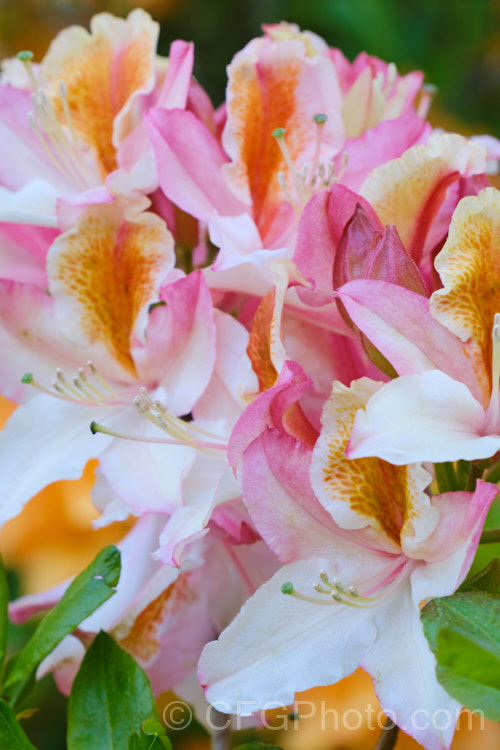 Rhododendron occidentale 'Magnifica', a cultivar of a fragrant-flowered, spring-blooming deciduous azalea species native to the western coast of the United States