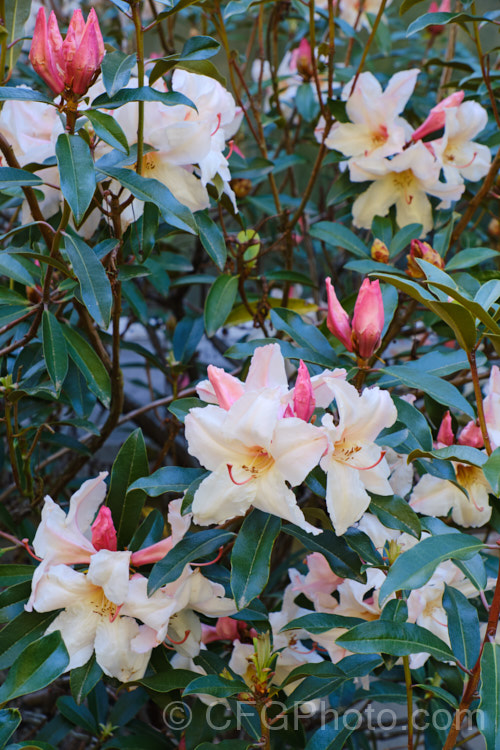 Rhododendron maddenii subsp. maddenii (syn. Rhododendron polyandrum</i>), a Himalayan subspecies of a fragrant flowered, 2m tall, evergreen shrub found from northern India through southern China and Burma to Vietnam